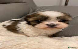 Shihpoo dogs for sale: 2 beautiful girl Shi poo puppies  - Advert 14