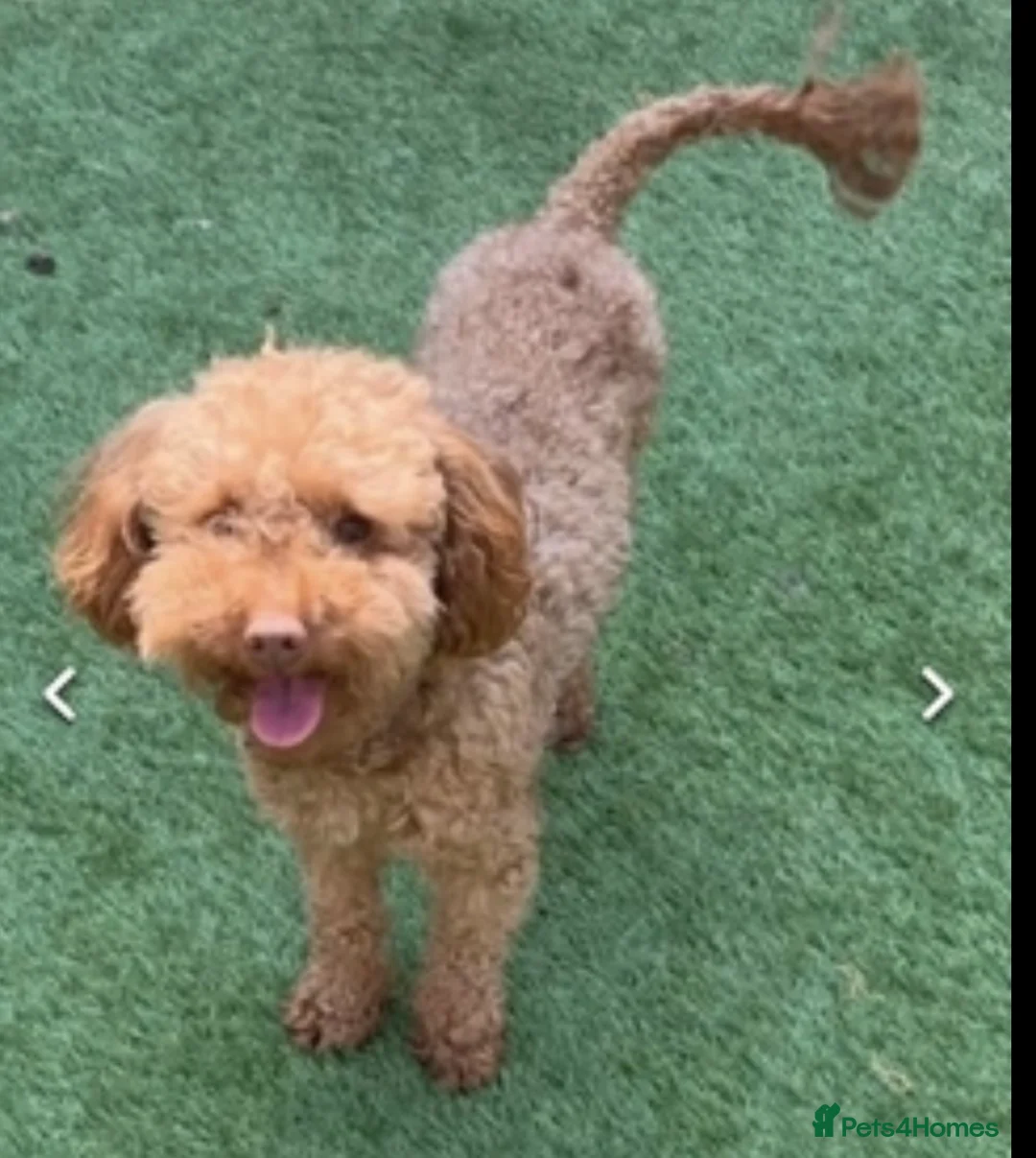 Welsh Collie dogs for stud: Kc toy poodle in Hinckley - Advert 6