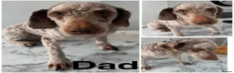 Cockapoo dogs for sale: DNA CLEAR, Stunning F1 Cockapoo puppies - Advert 8