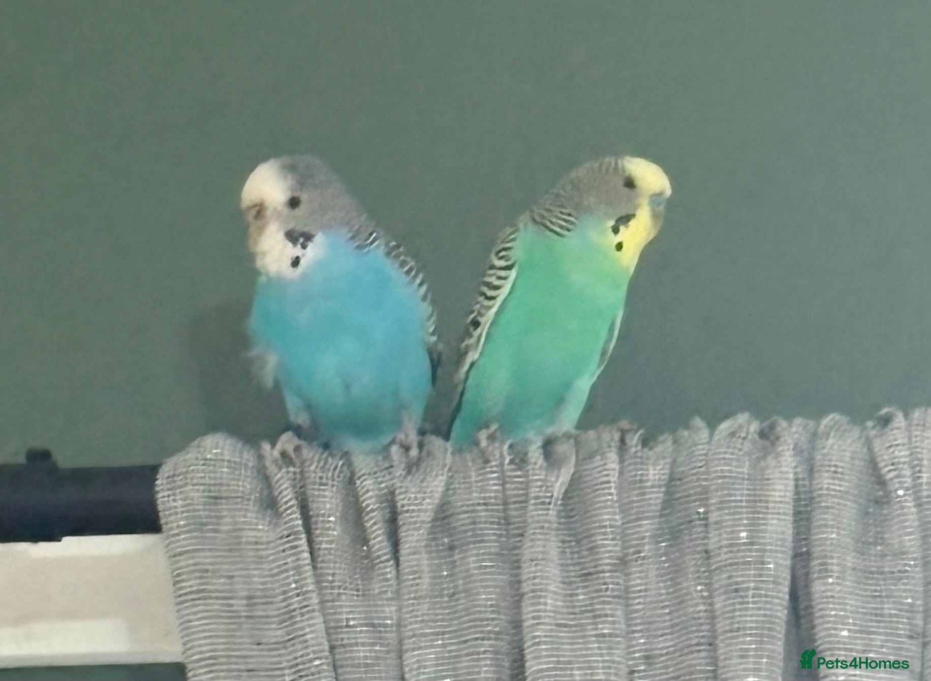 Budgerigars birds 2 Female Budgies  - Advert 1