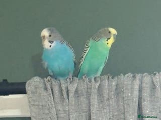 Budgerigars birds 2 Budgies - Advert 17