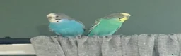 Budgerigars birds for sale: 2 Budgies  - Advert 1
