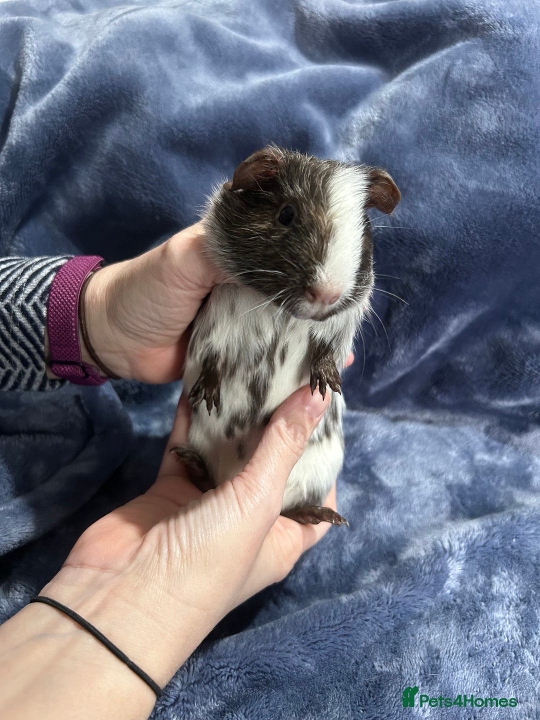Guinea Pig rodents for sale: Dalmation baby Guinea pigs - Advert 7