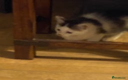 Mixed Breed cats for sale: Lower price…READY NOW….Mainecoon x Kittens - Image 7