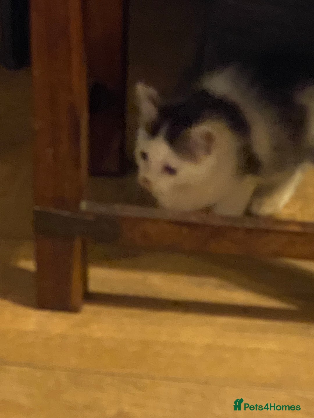 Mixed Breed cats for sale: Lower price…READY NOW….Mainecoon x Kittens - Image 7