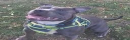 Staffordshire Bull Terrier dogs for sale: Male blue staffy  - Advert 8
