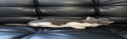 Ragdoll cats for sale: Ragdoll X domestic shorthair  - Advert 10