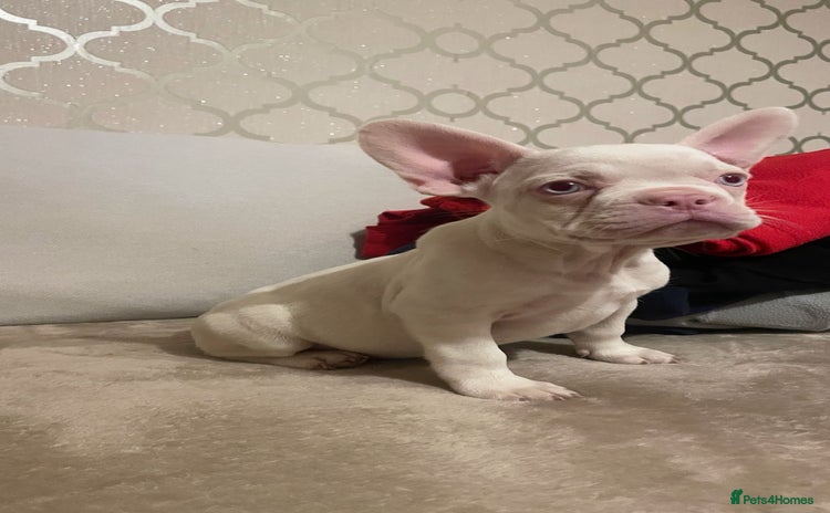 French Bulldog dogs - Advert 2