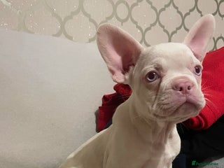 French Bulldog dogs - Advert 23