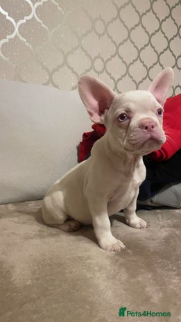 French Bulldog dogs - Advert 6