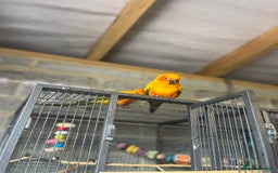 Conures birds for sale: Pair of sun conures  - Image 2