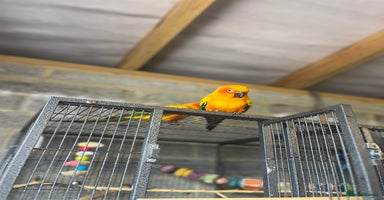Conures birds - Advert 2