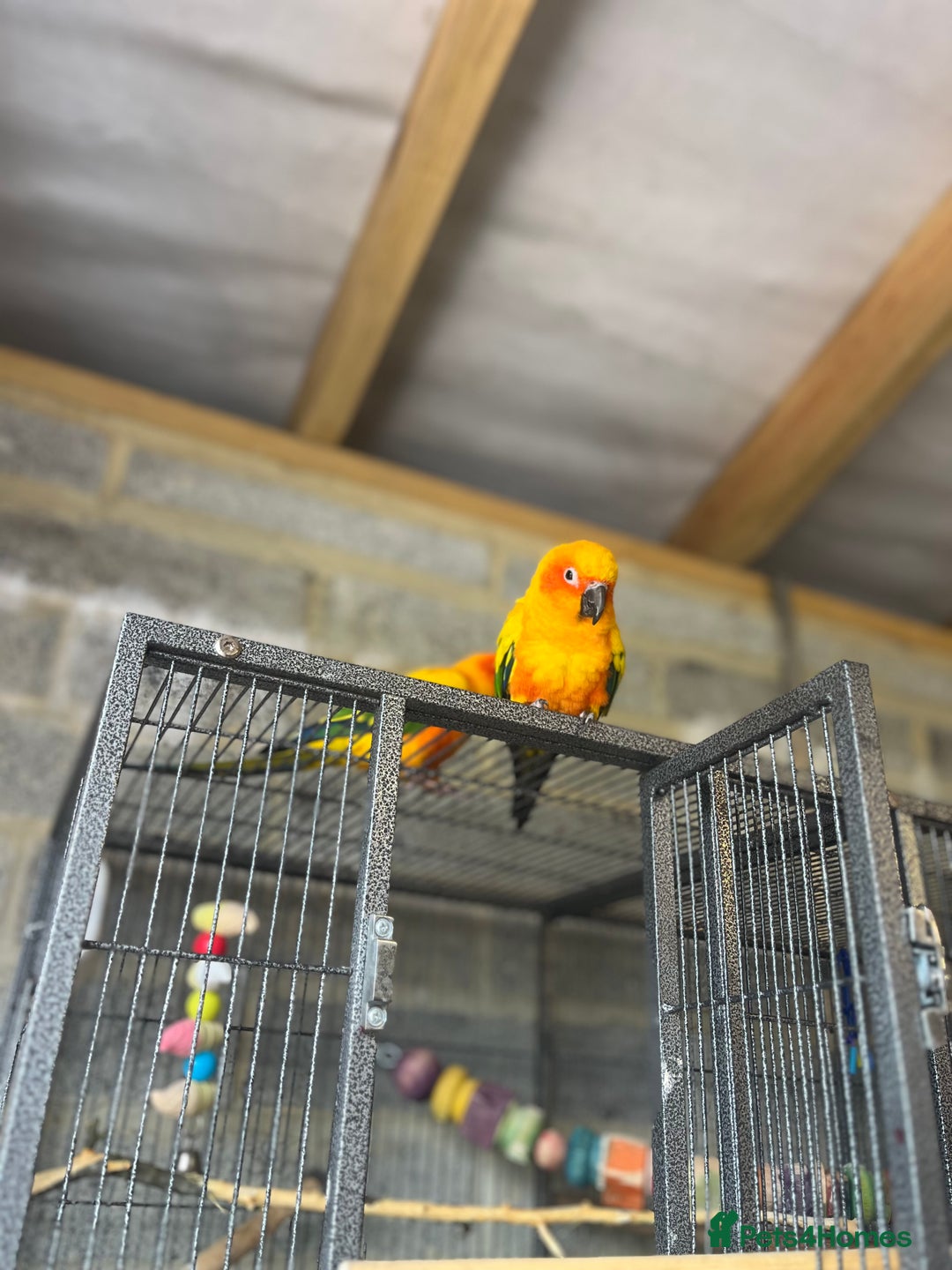 Conures birds for sale: Pair of sun conures  - Image 2