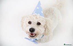 Cavapoochon dogs for stud: Cavapoochon Male - Image 1