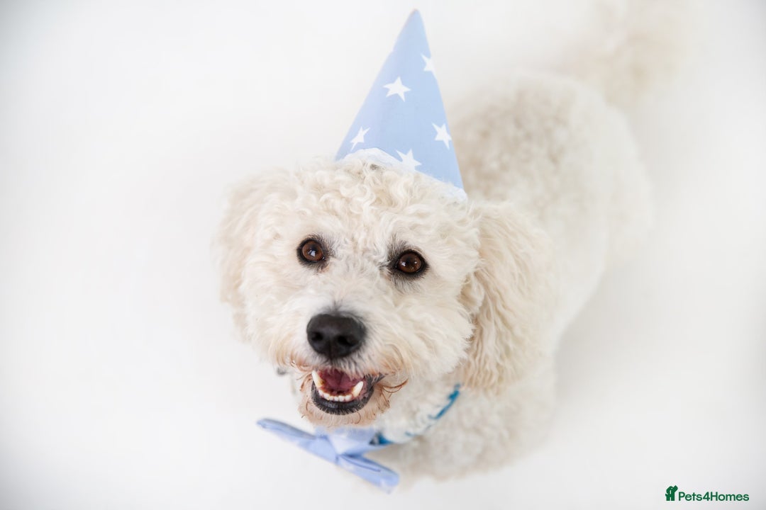 Cavapoochon dogs for stud: Cavapoochon Male - Image 1