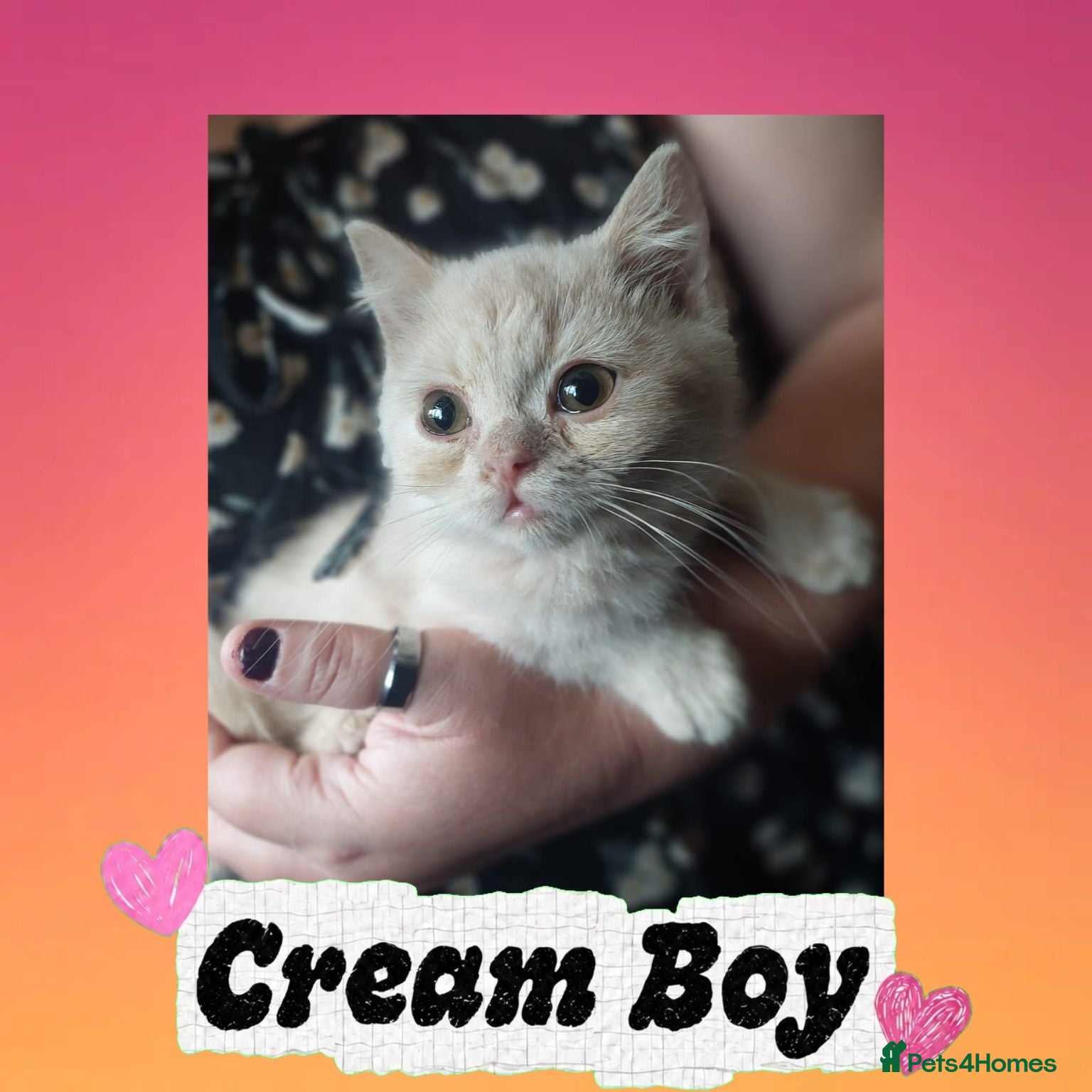 British Shorthair cats 🖤💜 British Shorthair Kittens 💜🖤 - Advert 2