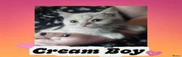 British Shorthair cats for sale: 🖤💜 British Shorthair Kittens 💜🖤 - Advert 4