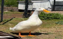 Ducks poultry for sale: 3 Male Ducks  in Ormskirk - Image 2