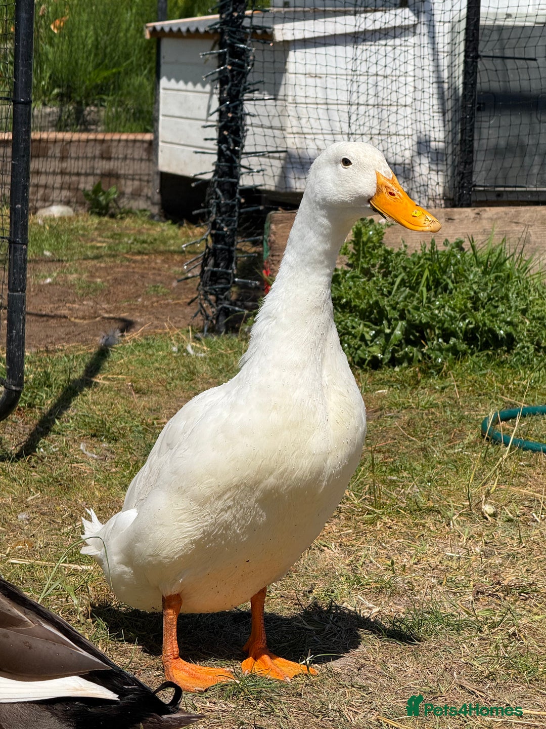Ducks poultry for sale: 3 Male Ducks  in Ormskirk - Image 2
