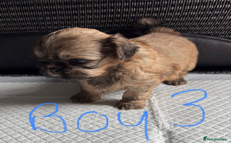 Shih Tzu dogs - Advert 14