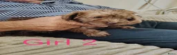 Norfolk Terrier dogs for sale: Norfolk Terrier Puppies  in Wellingborough - Advert 9