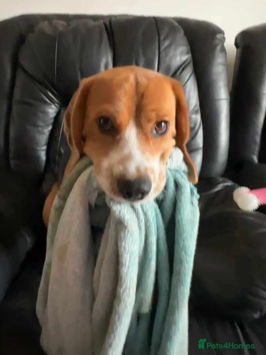 Beagle dogs for sale: 11 months old beagle  - Advert 3