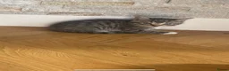 Mixed Breed cats for sale: Five beautiful kittens looking to find a new house - Advert 11