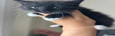 Mixed Breed 1