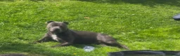 Staffordshire Bull Terrier dogs for sale: Male staffie in Rowlands Gill - Advert 1