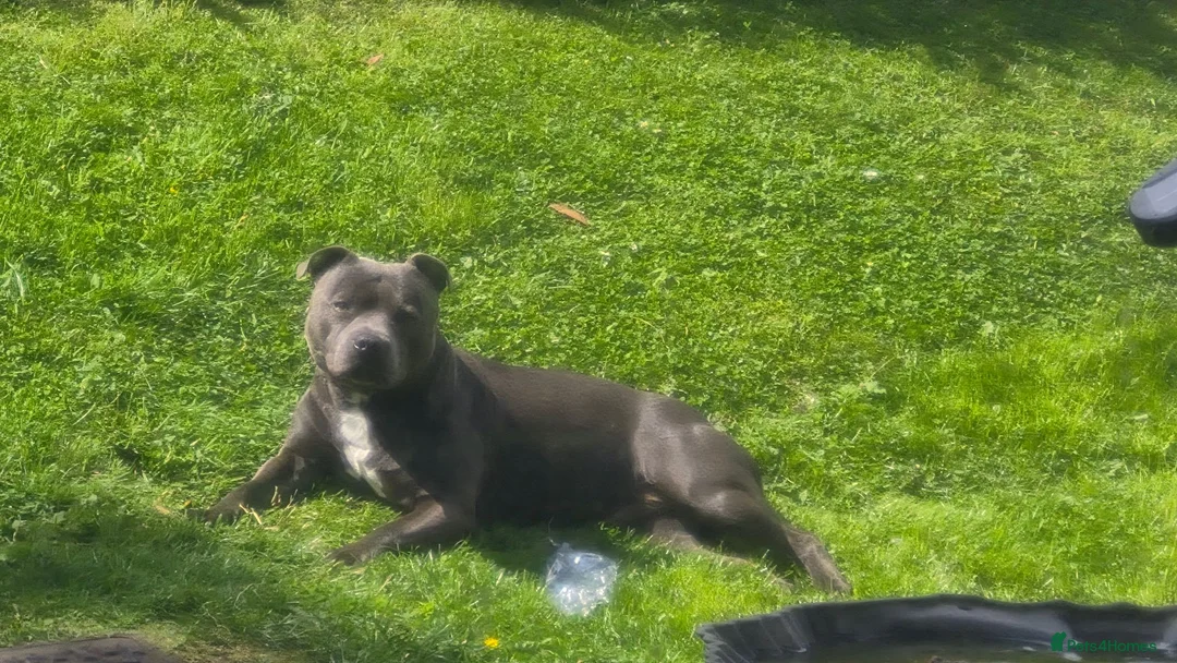 Staffordshire Bull Terrier dogs for sale: Male staffie in Rowlands Gill - Advert 1