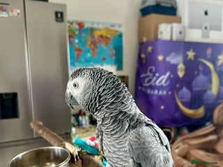 Parrots birds Female African Grey with red factor feathers - Advert 1