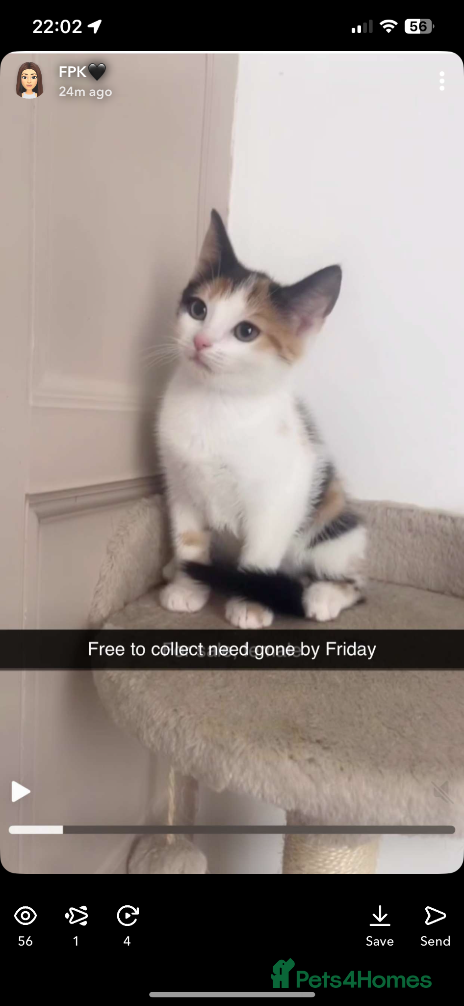Mixed Breed cats Kitten for free must collect  - Advert 4