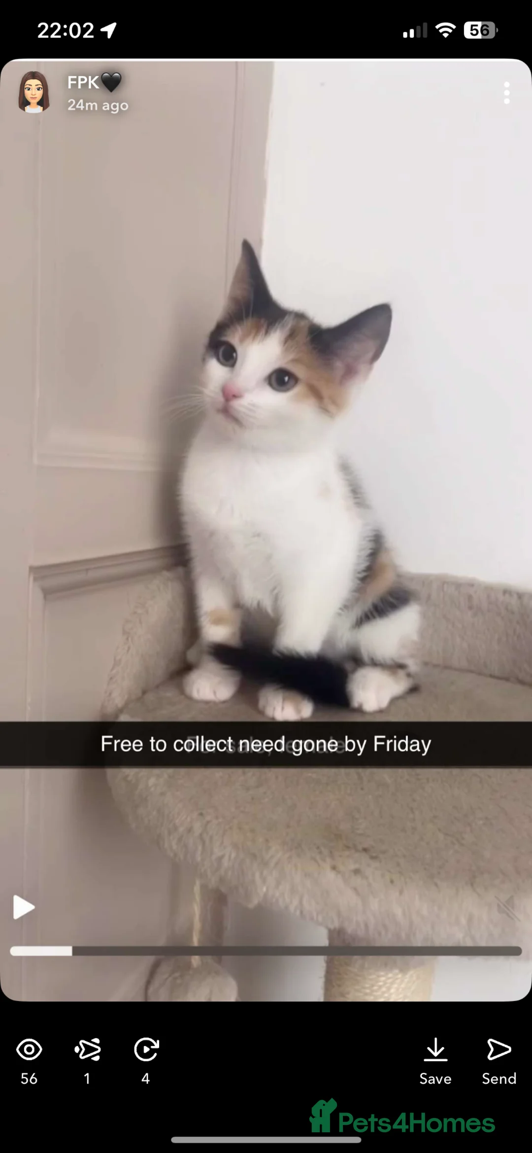 Mixed Breed cats for sale: Kitten for free must collect  in Pudsey - Advert 1
