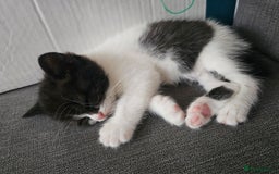 British Shorthair cats for sale: 4 cute kittens  - Image 6