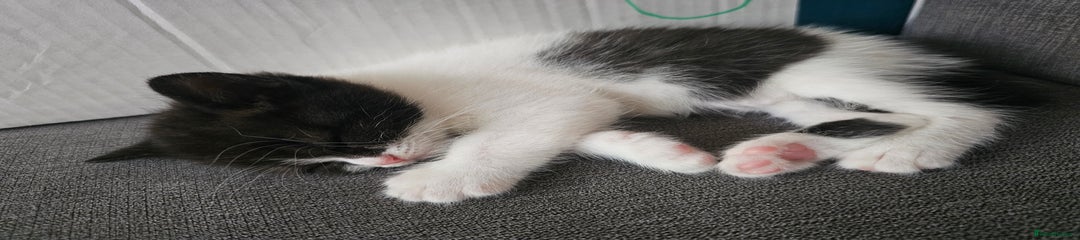 British Shorthair Kitten 2