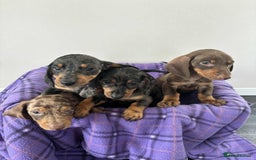 Dachshund dogs for sale: Dachshund puppy’s  - Image 7