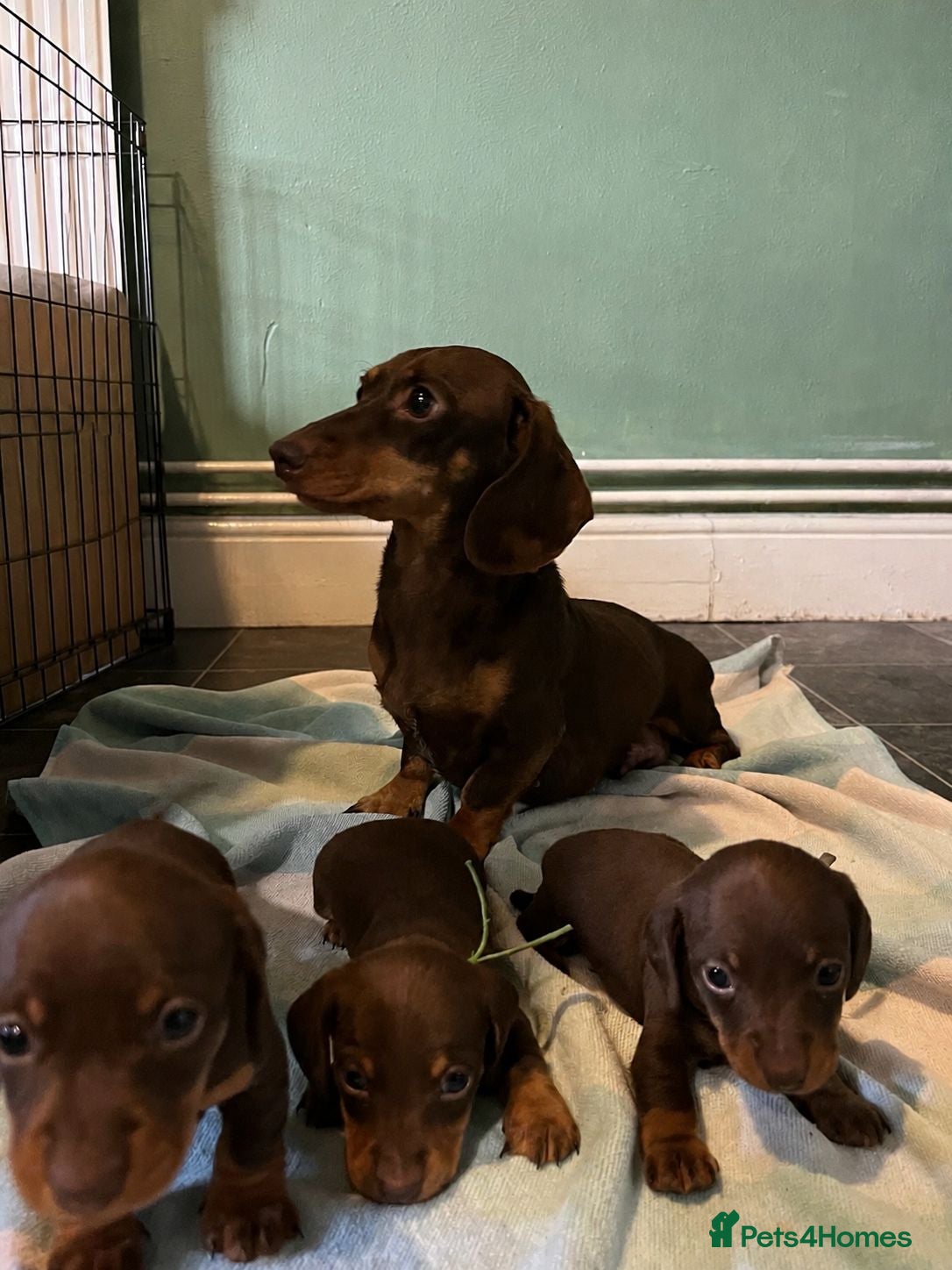 Miniature Dachshund dogs Beautiful KC reg miniature Dachshund 🐾🐾 - Advert 1