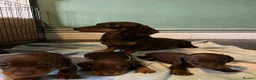 Miniature Dachshund dogs for sale: Beautiful KC reg miniature Dachshund 🐾🐾 in Basingstoke - Advert 1