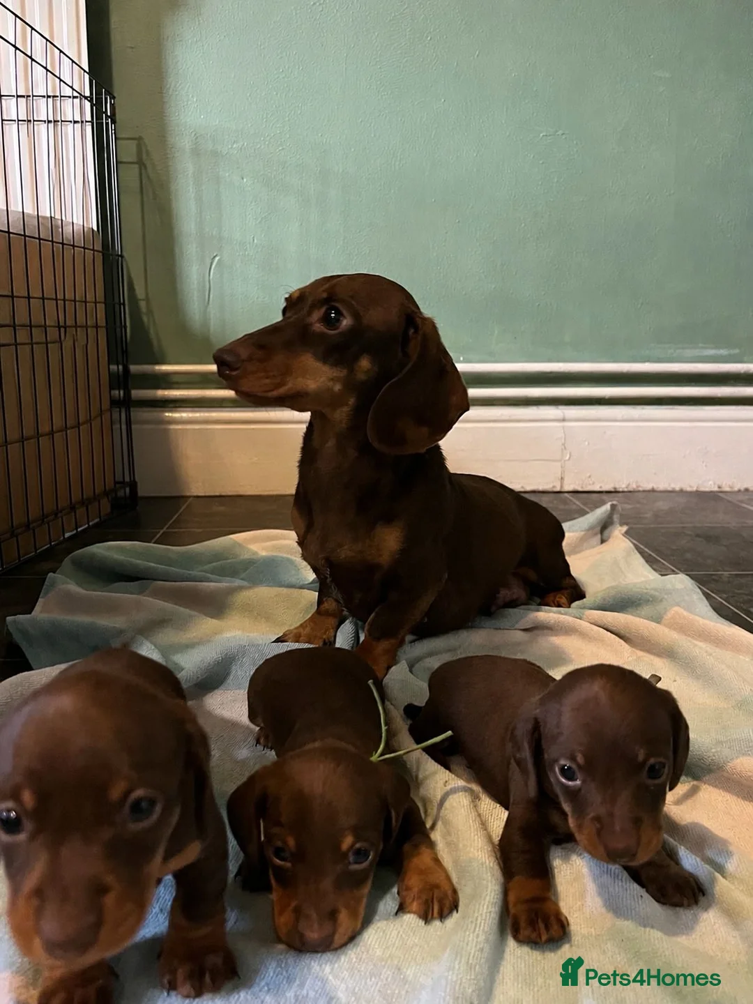 Miniature Dachshund dogs for sale: Beautiful KC reg miniature Dachshund 🐾🐾 in Basingstoke - Advert 1