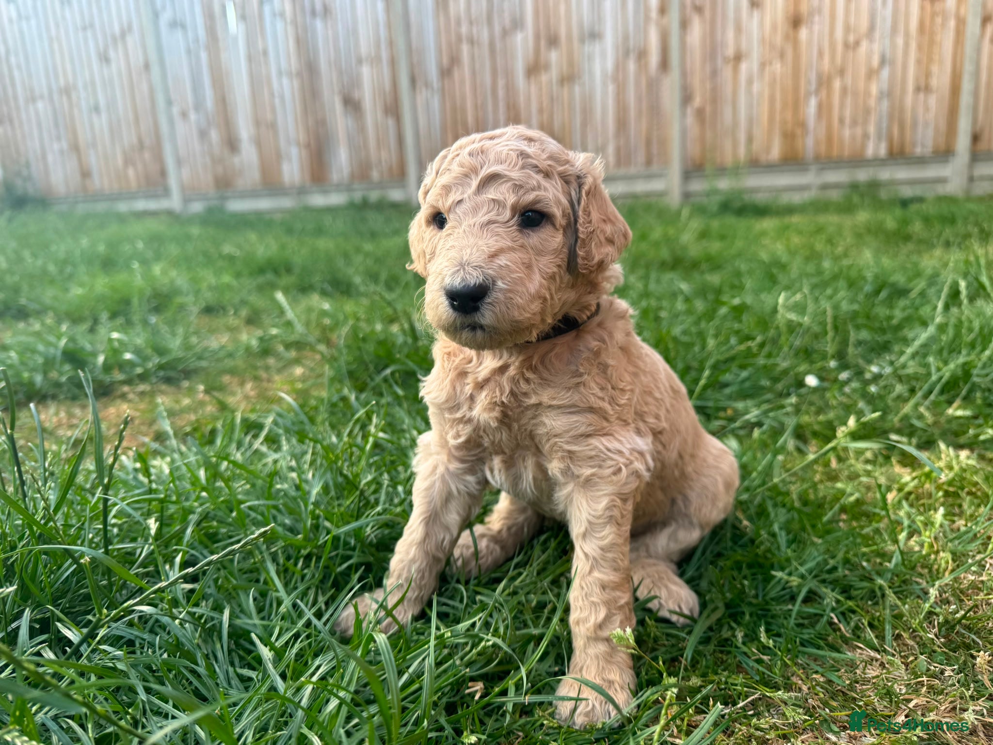 Goldendoodle dogs for sale: Stunning Goldendoodle Puppies in Herne Bay - Advert 34