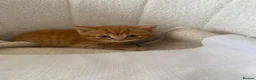 British Shorthair cats for sale: British shorthair cross ocicat kittens  - Advert 20