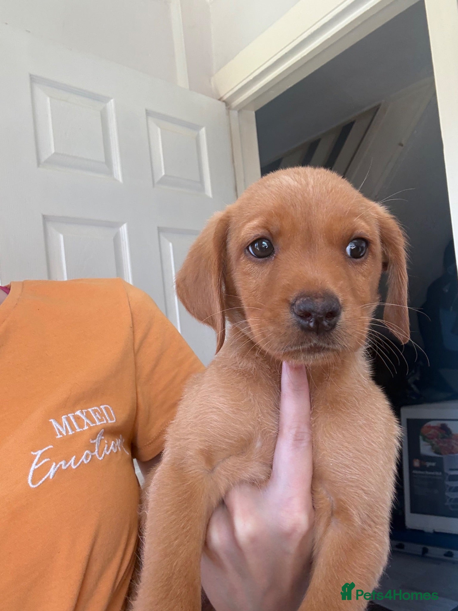 Labrador Retriever dogs LAST GIRL LEFT****KC registered Labradors  - Advert 2