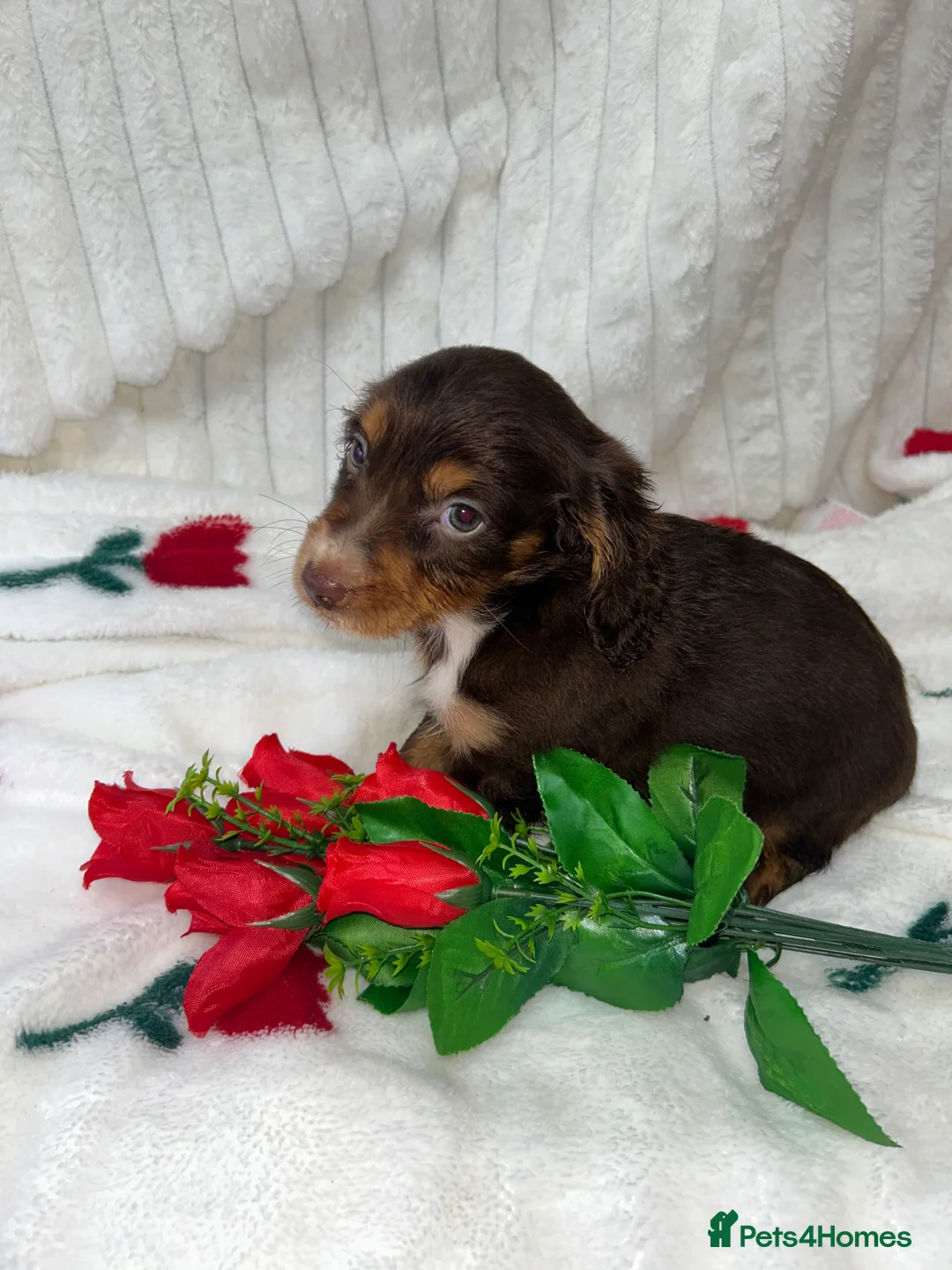 Miniature Dachshund dogs for sale: Miniature dachshund  - Advert 3