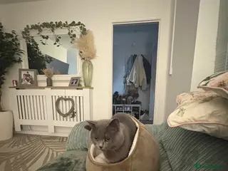 British Shorthair cats British short Hair - Advert 1