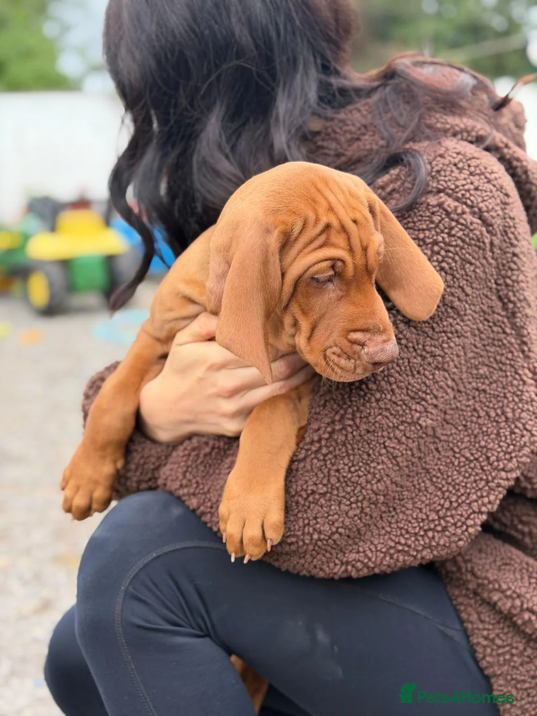 Hungarian Vizsla dogs for sale: Hungarian Vizsla Puppies – Rich Geltwood Heritage - Advert 2