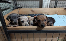Dachshund dogs for sale: Daschund Puppies for sale  - Image 15