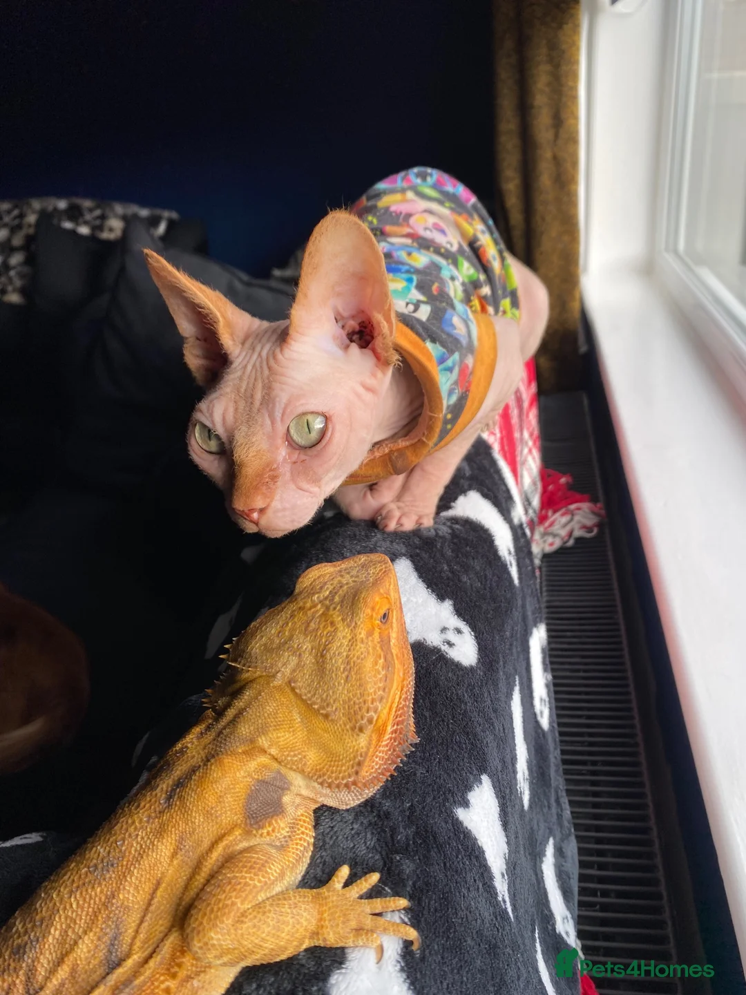 Sphynx cats for sale: 2 year old Sphynx  - Advert 5