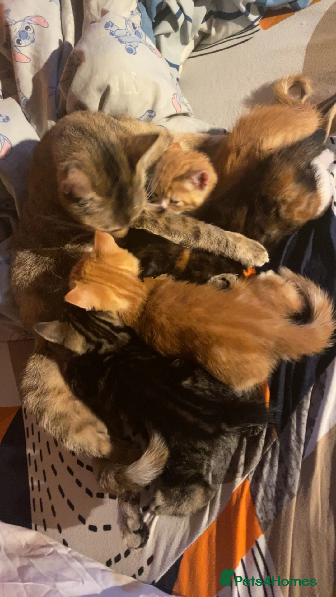 Mixed Breed cats for sale: Beautiful ginger and black and white kitten - Advert 2