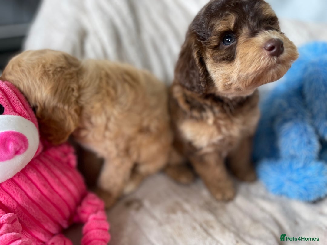 Cockapoo dogs for sale: Chocolate F1b Cockapoo’s - Image 9