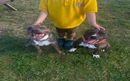 Mixed Breed dogs for sale: Bennie Staff Cross American Bulldog - Image 3